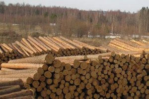 Рада ввела мораторий на экспорт необработанной древесины с Украины moratorij-na-eksport-drevesiny