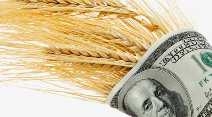 Ціни на фуражну пшеницю в Україні у серпні 2023 року знизилися