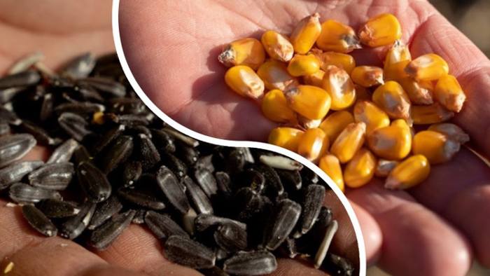 Іспанії потрібні українські кукурудза та соняшник